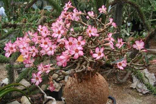 Desert Rose, Adenium obesum, Pink Flowers – Eureka Farms