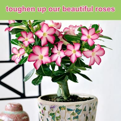 Why Do We Defoliate Adenium Desert Roses?