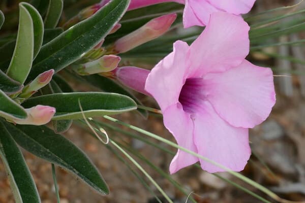 4 Desert Rose Winter Care Tips