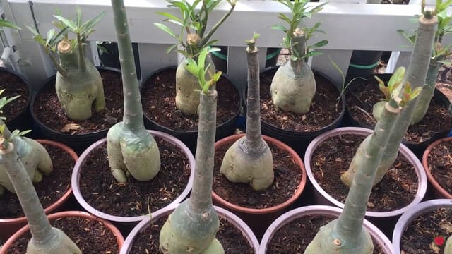 How to Graft Adenium Desert Rose