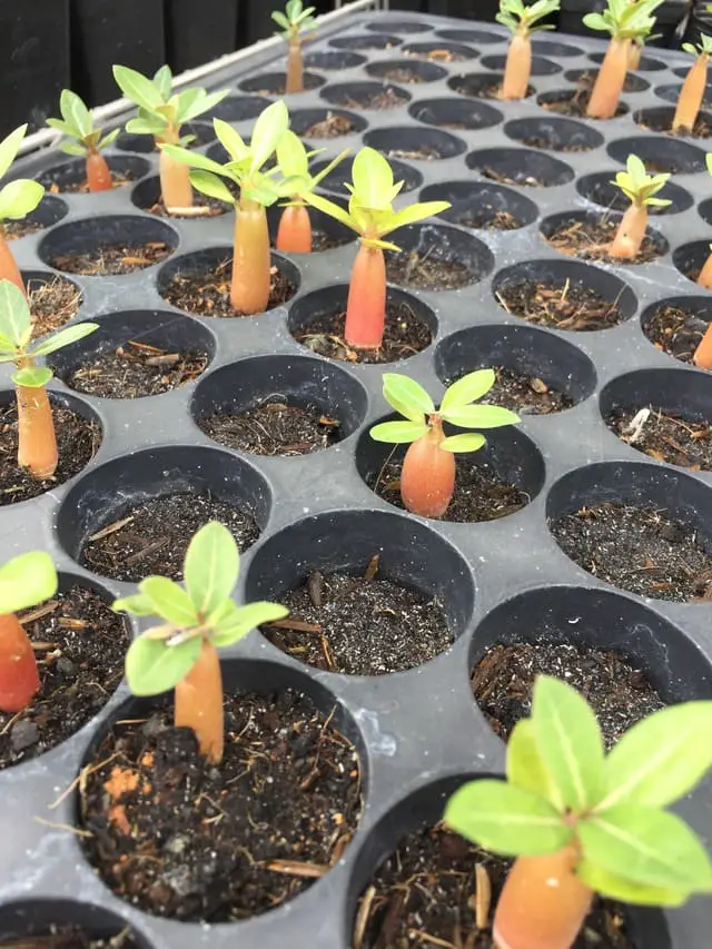 Chubby adenium desert rose seedlings