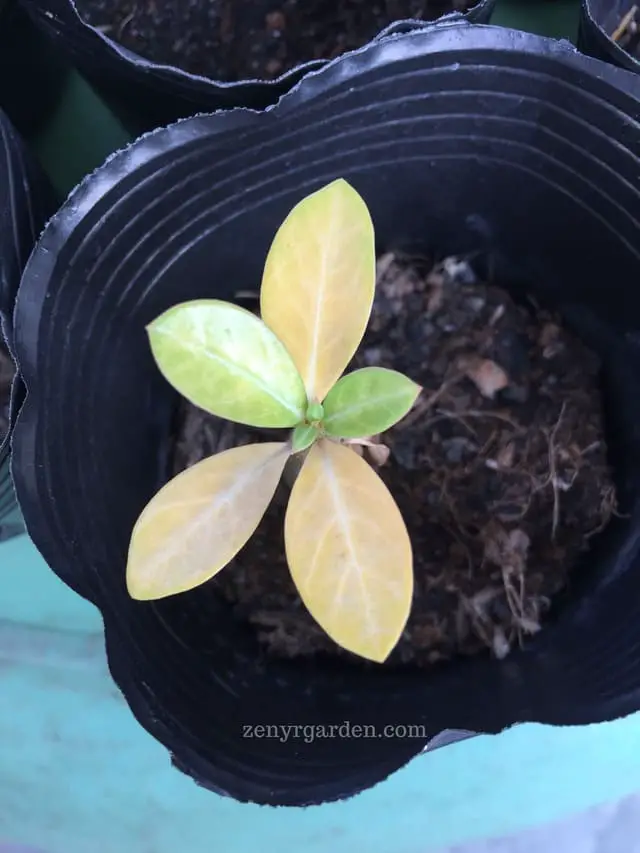 Yellow leaves adenium seedling