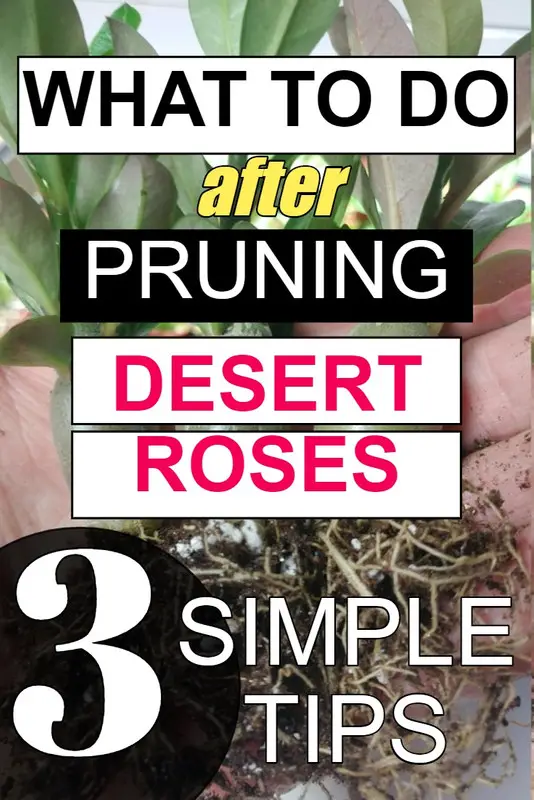 What To Do After Pruning Desert Roses