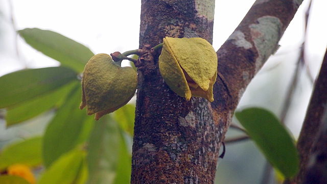 soursop-buds-on-the-trunk