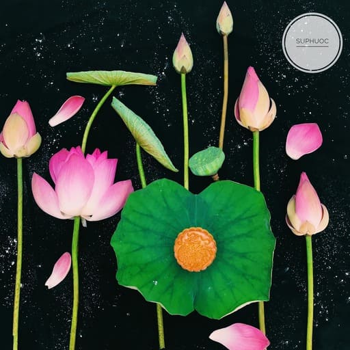 Mooncake pink lotus 04