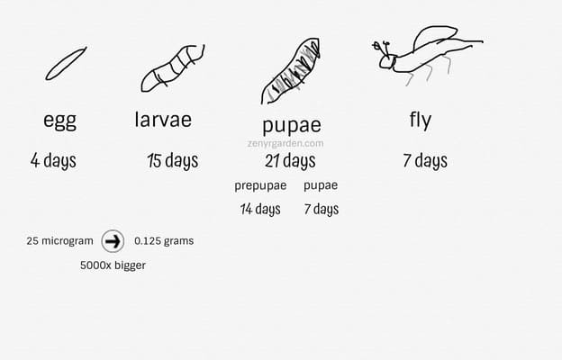 Black Soldier Fly Life Cycle