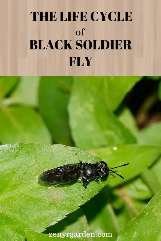 black soldier fly life cycle