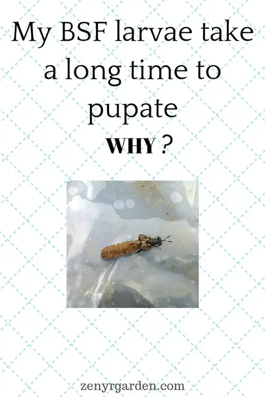 black-soldier-fly-slow-pupation-why-pin