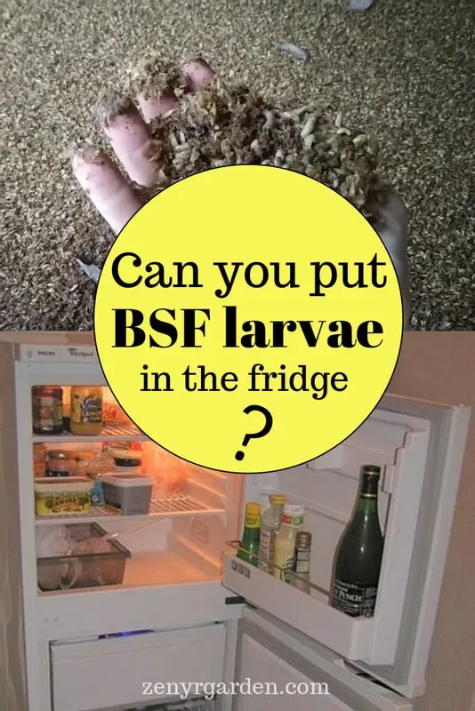 Can You Put Black Soldier Fly Larvae in the Fridge 