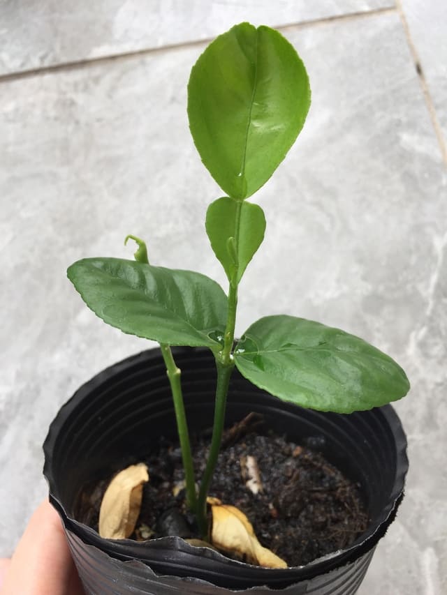 Royal grapefruit seedling