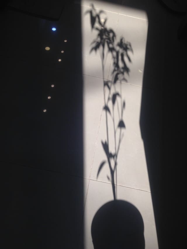 Shadow of a kumquat plant