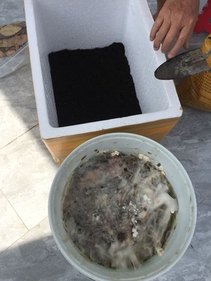 Transfer bokashi to soil