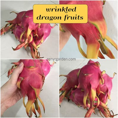 How to Tell if Dragon Fruits Are Ripe & Ready For Harvest?