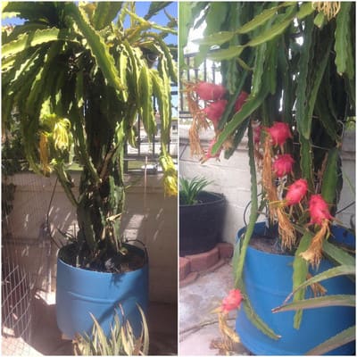 dragon fruit plant in pot