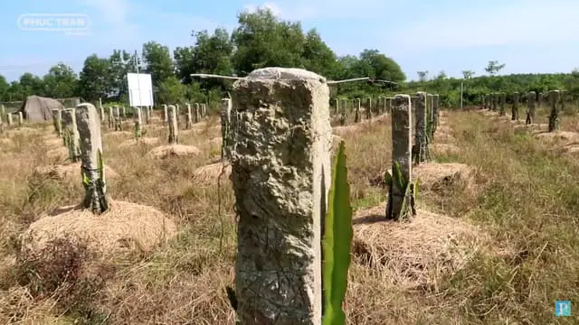 How To Make Concrete Dragon Fruit Posts