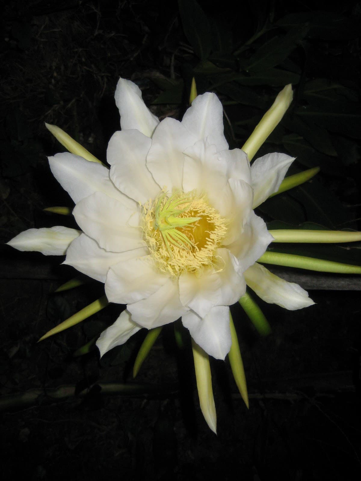 Dragon fruit flower at 2am