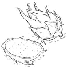 Dragon Fruit Sketch