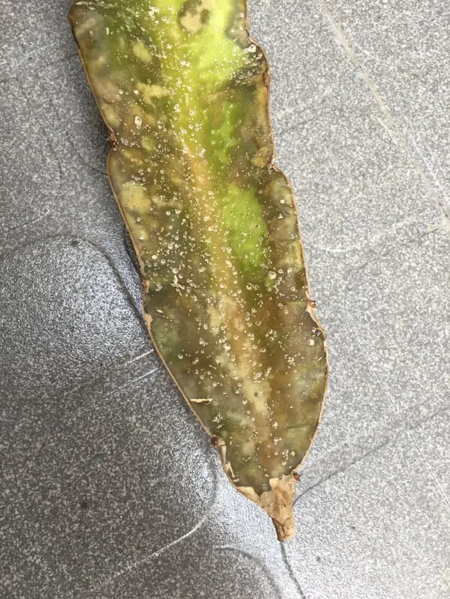 Fungi on dragon fruit branch