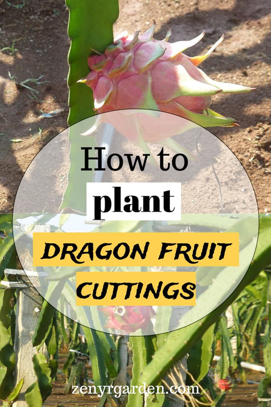 Dragon Fruit Cuttings 6 Cuttings HATCHMATIC Germination Seeds 