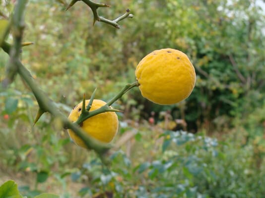 How To Graft Kumquat Trees