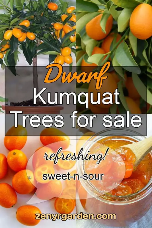 dwarf-kumquat-tree-for-sale-pin