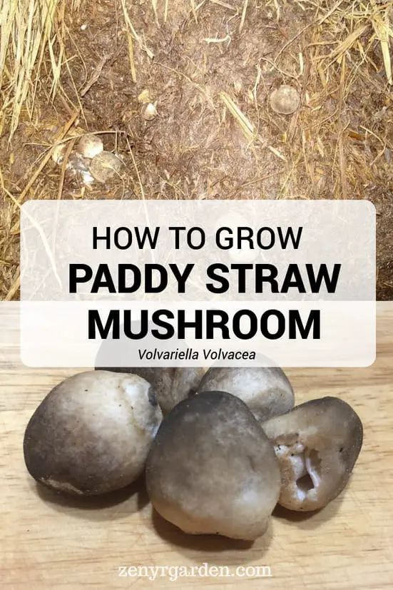 https://files.zenyrgarden.com/Images/Mushroom%20Blog/Post%20(01)/01.how-to-grow-paddy-straw-volvariella-volvacea-mushroom-pin.jpg