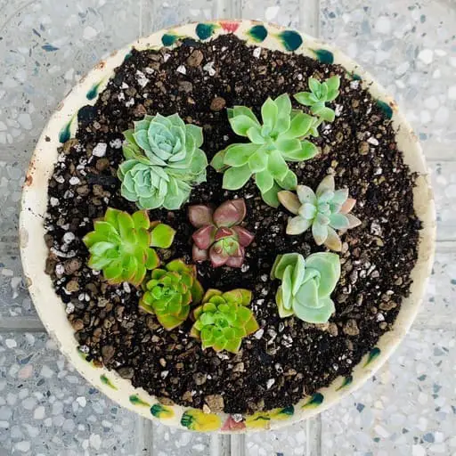 Succulent pot 01