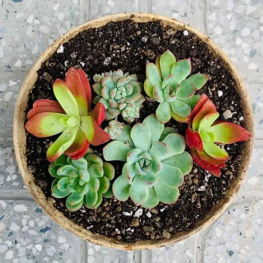 Succulent pot 02