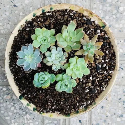Succulent pot 03