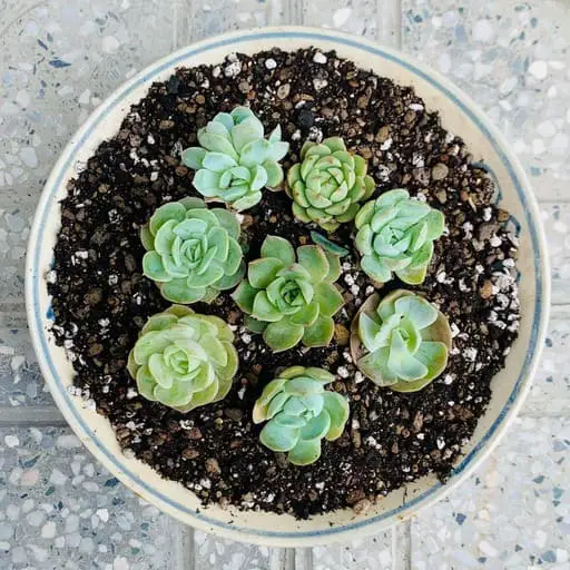 Succulent pot 04